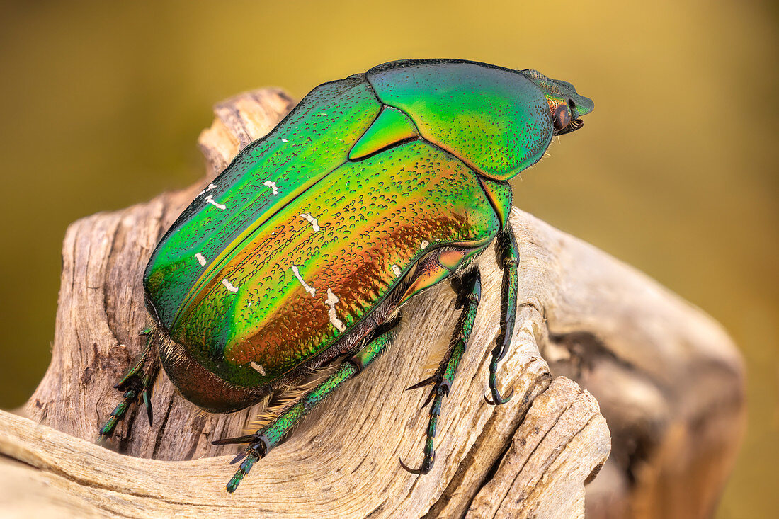 Green rose chafer