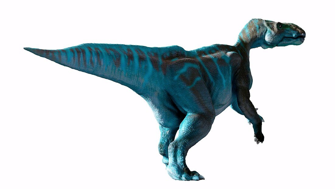 Artwork of the dinosaur iguanodon