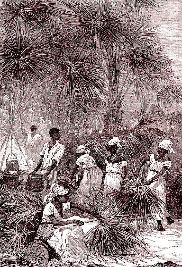19th Century carnuba wax harvest, illustration