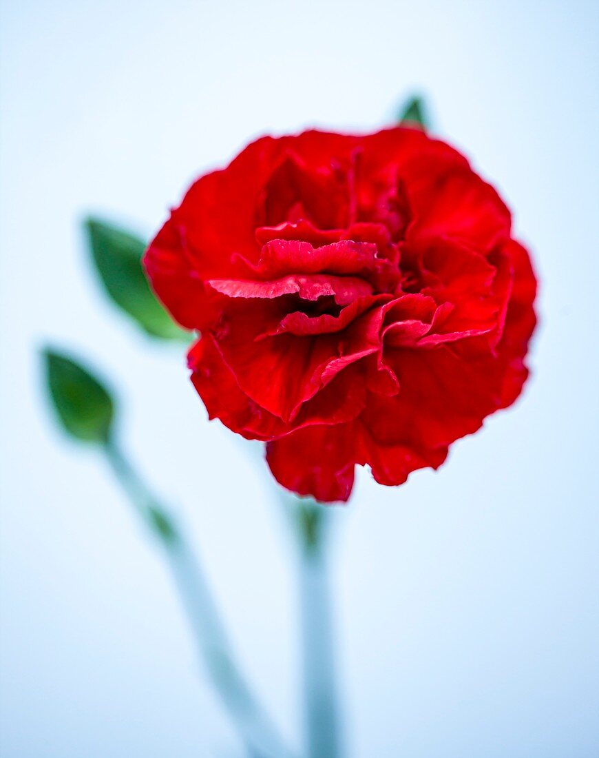 Carnation (Dianthus 'Brunello')