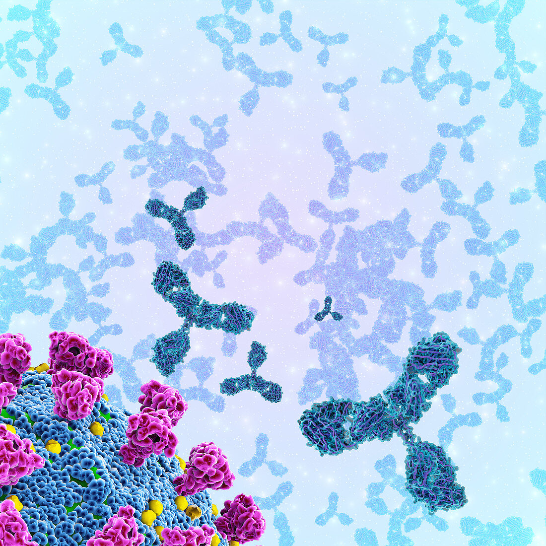 Antibodies and covid-19 coronavirus, illustration