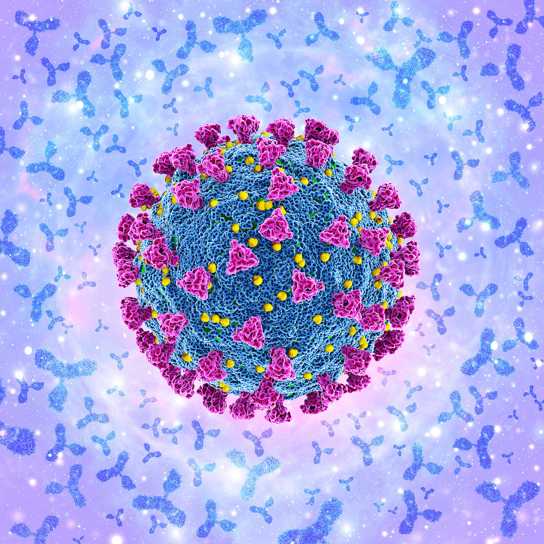 Antibodies and covid-19 coronavirus, illustration