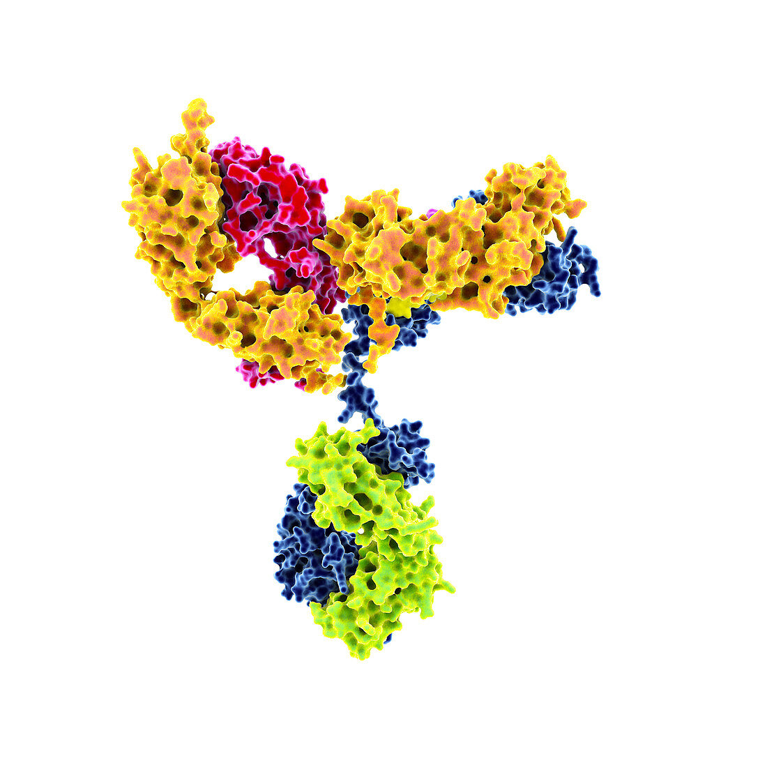 HIV antibody, illustration