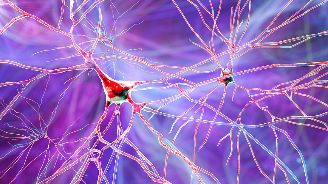 Human brain nerve cells, illustration