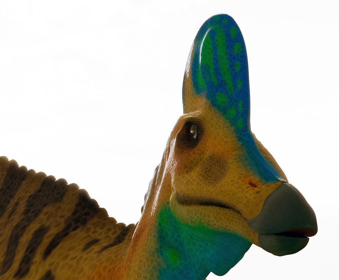 Head of a corythosaurus dinosaur
