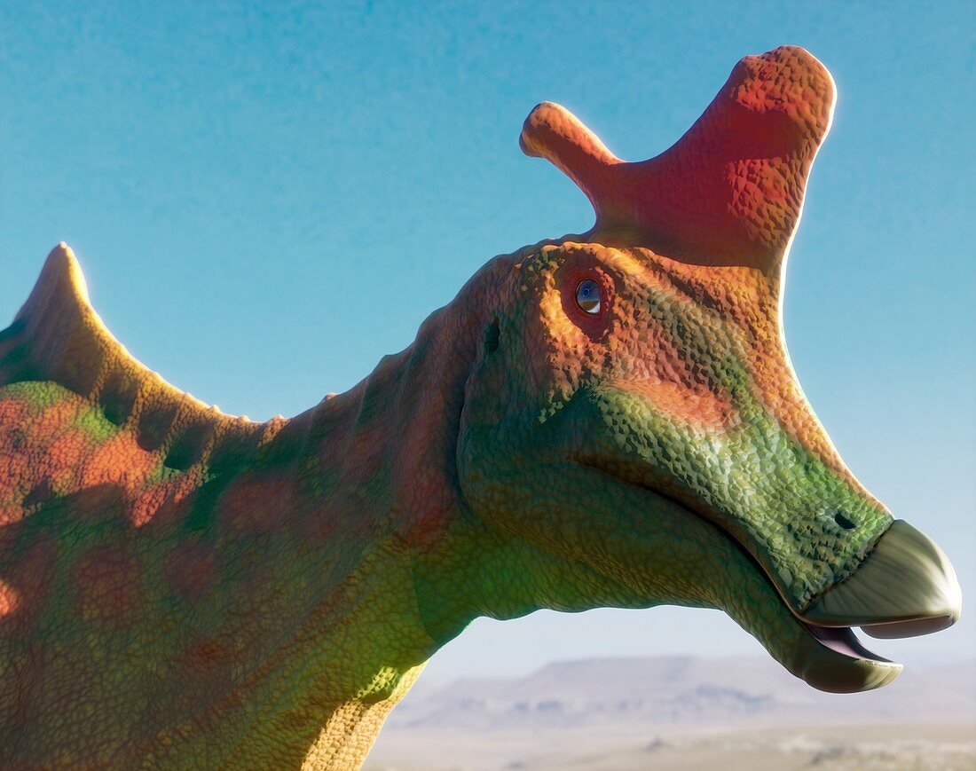 Head of the dinosaur Lambeosaurus