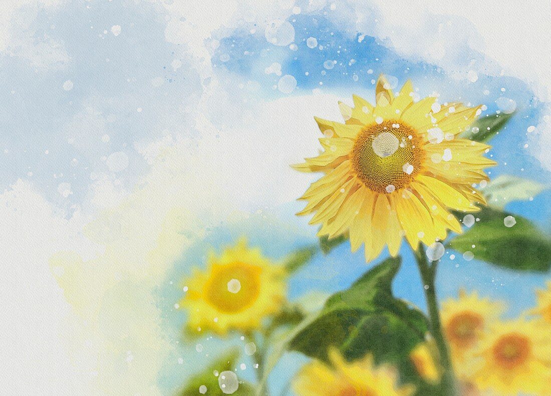 Sunflowers, illustration