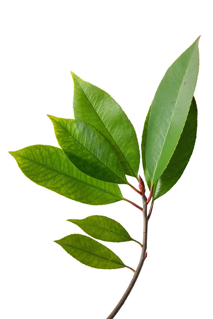 Chinese Photinia (Photinia serratifolia) evergreen shrub