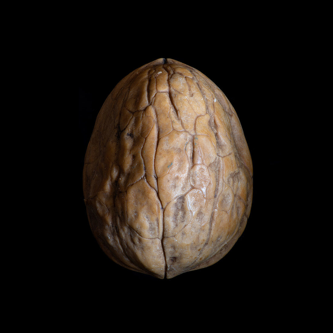 English walnut (Juglans regia)