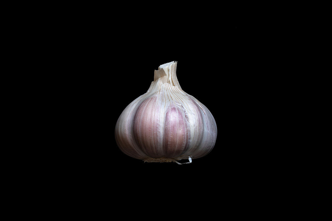 Italian red garlic (Allium sativum)