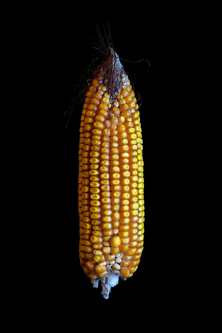 Mature maize (Zea mays) cob