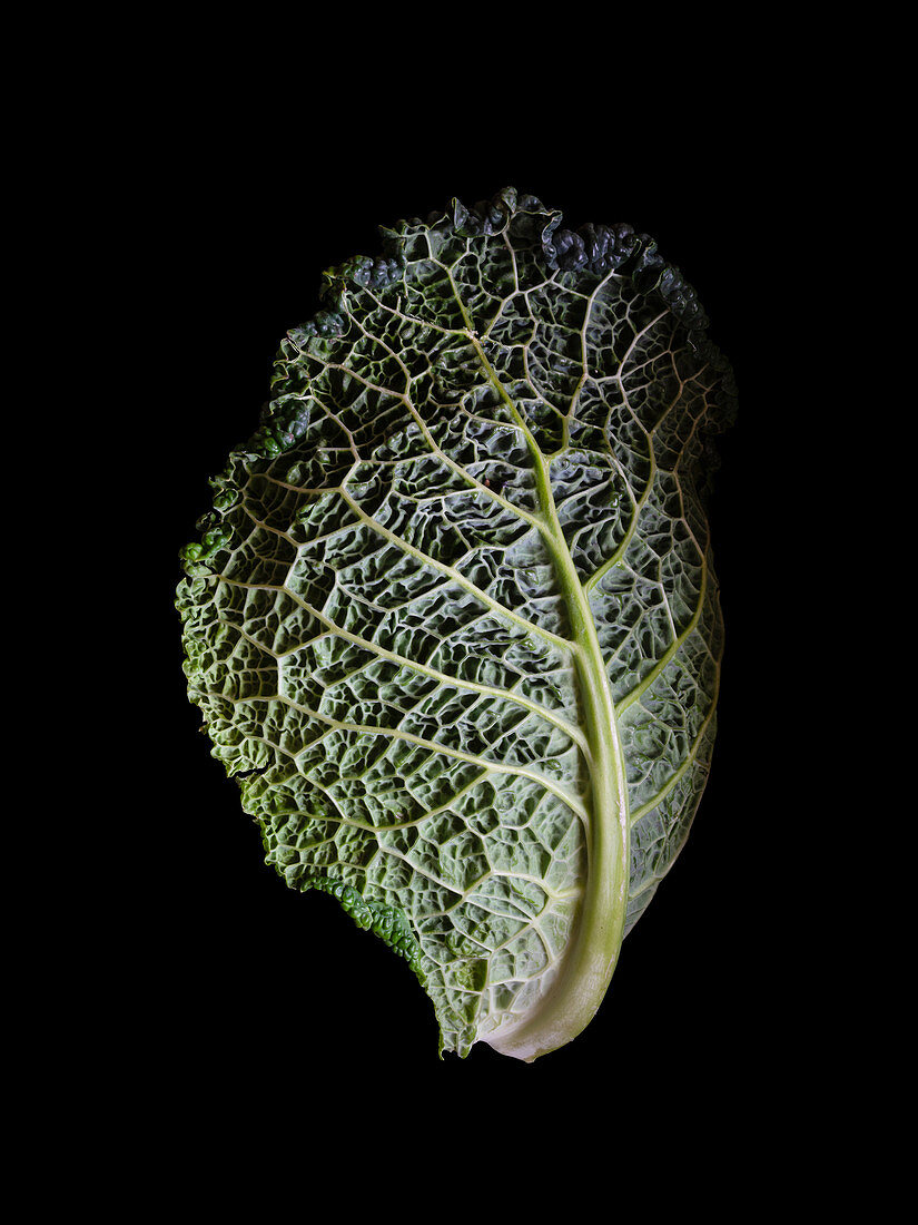 Savoy cabbage (Brassica oleracea var. sabauda)