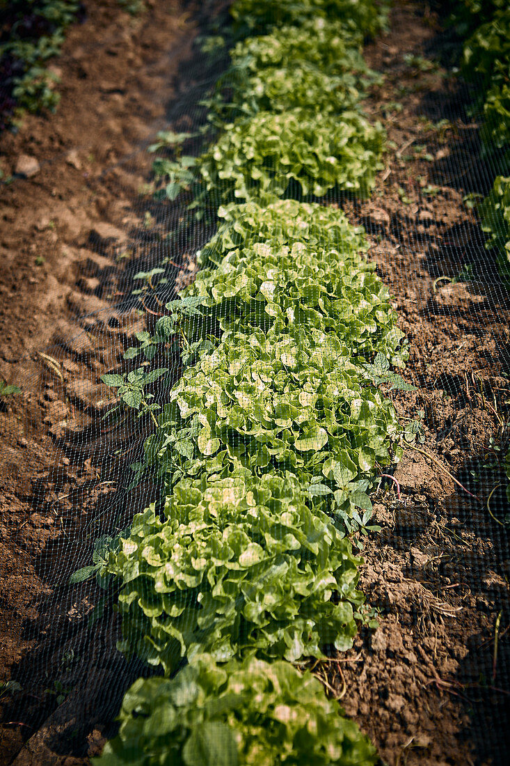 Fresh oakleaf lettuce in the field