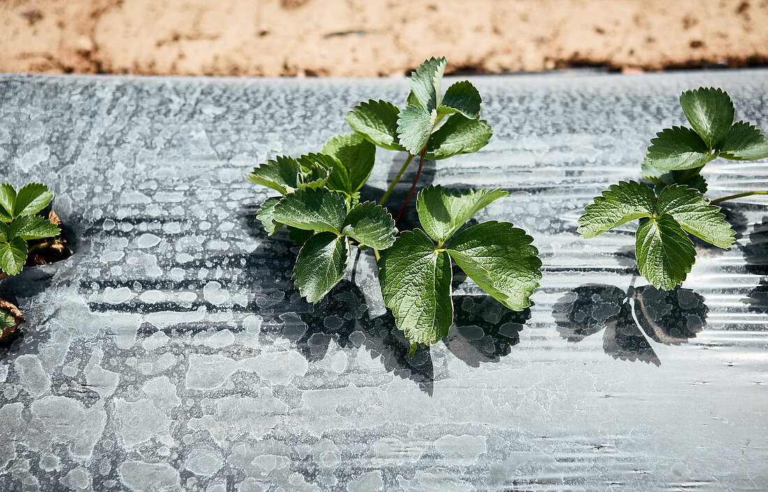 Strawberry plants in the field