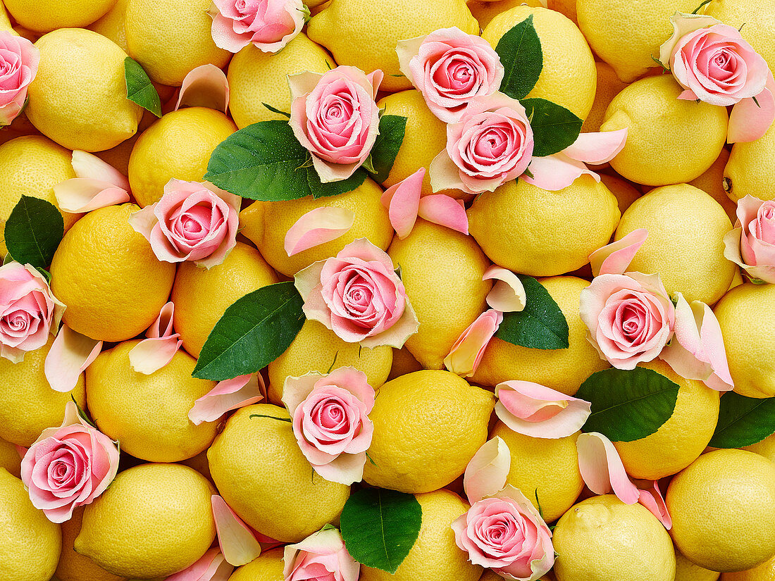 Zitronen und rosa Rosenblüten mit Blättern (bildfüllend)