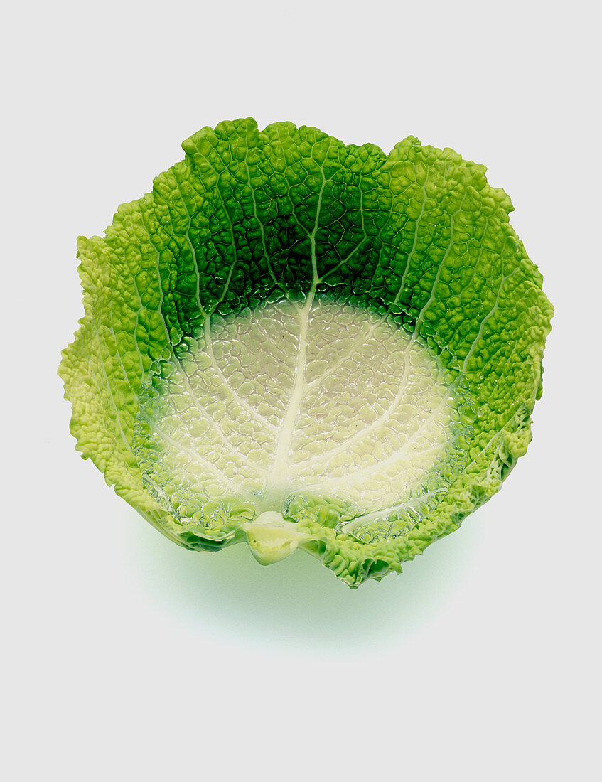Cabbage with water