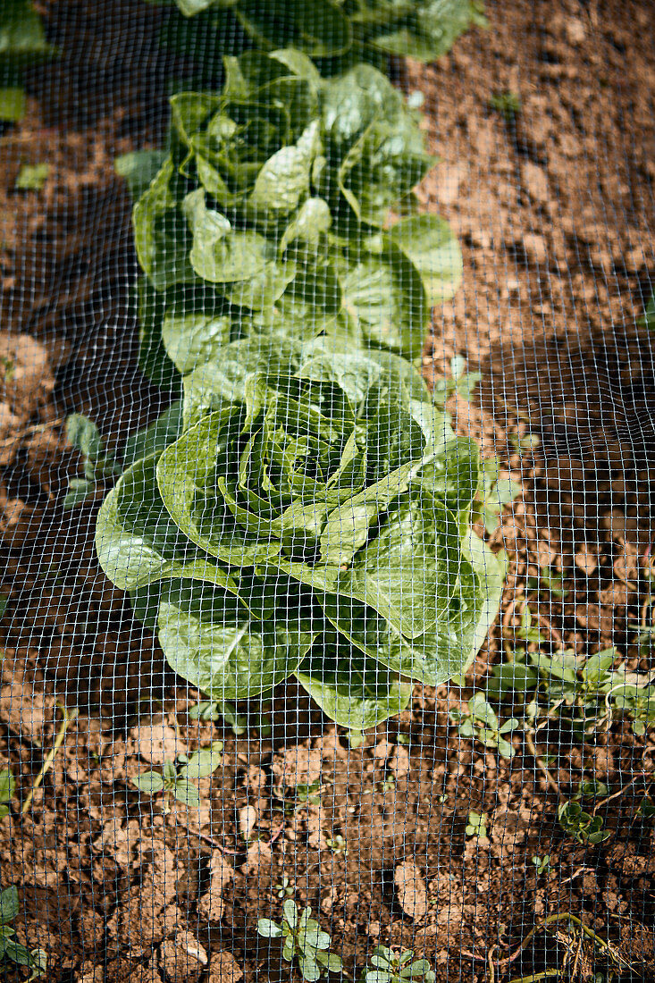 Organic Bibb Lettuce