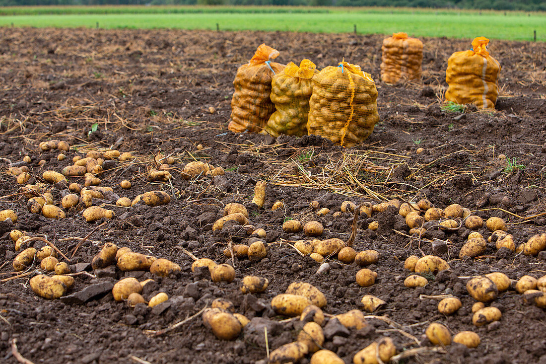 Kartoffelernte: Kartoffelsäcke auf Acker