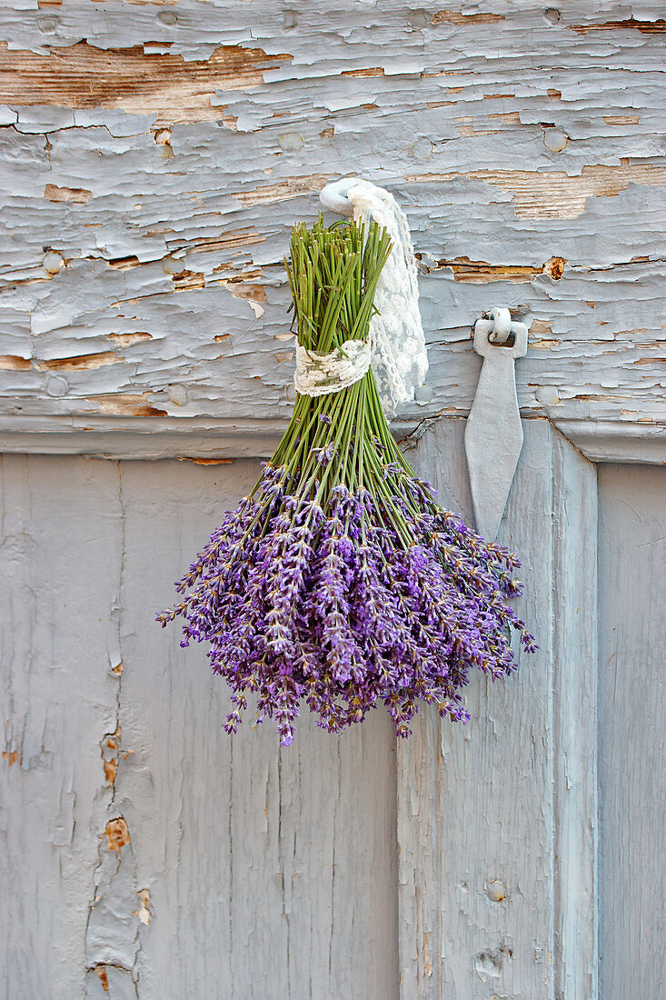 Lavendelstrauß zum Trocknen aufgehängt