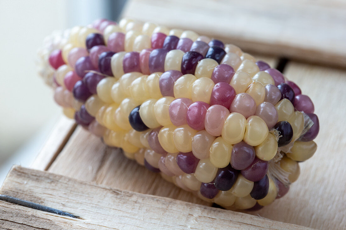 Corn on the cob with colorful grains (close-up)
