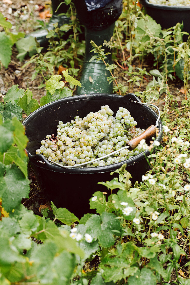 Frisch geerntete weiße Weintrauben im Eimer