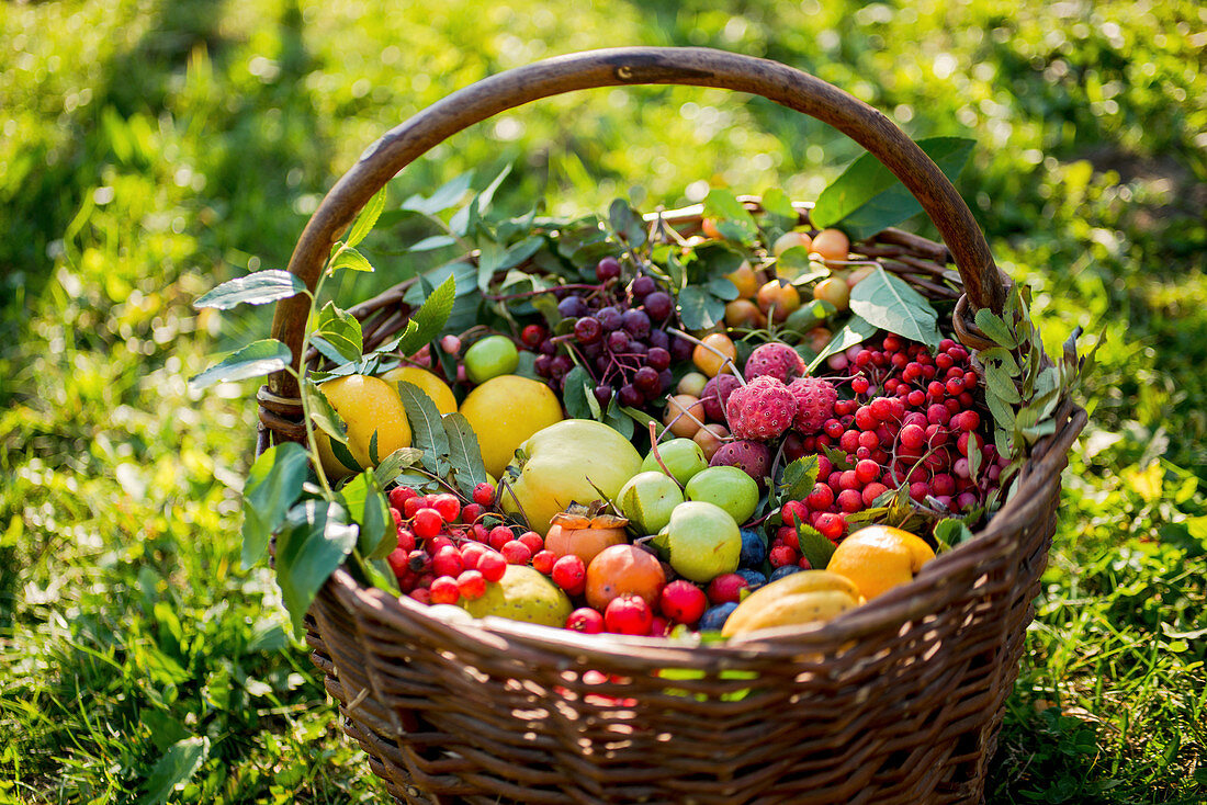 Basket with freshly harvested wild fruits