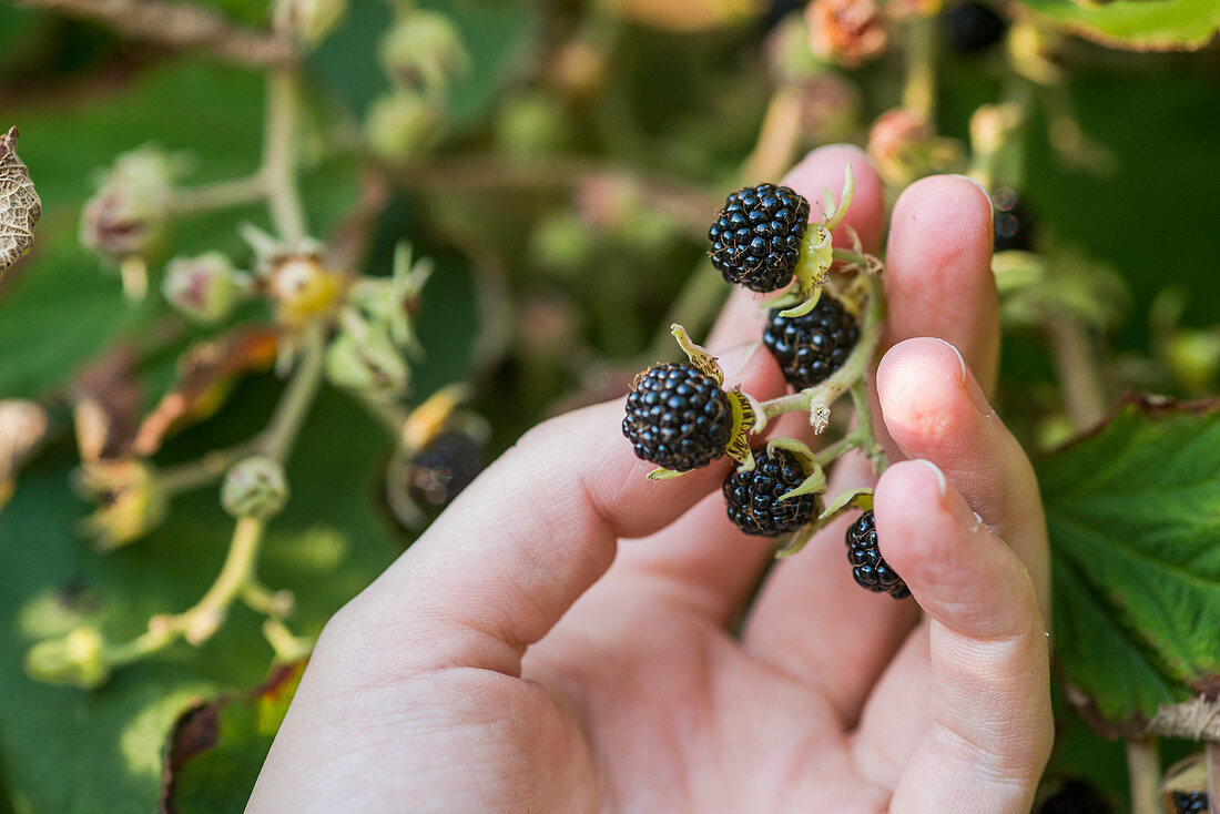 Hand erntet Szechuan-Brombeeren