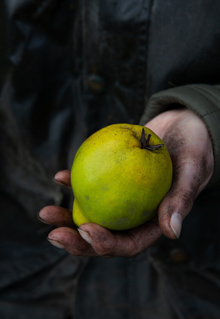 Hands holding quince