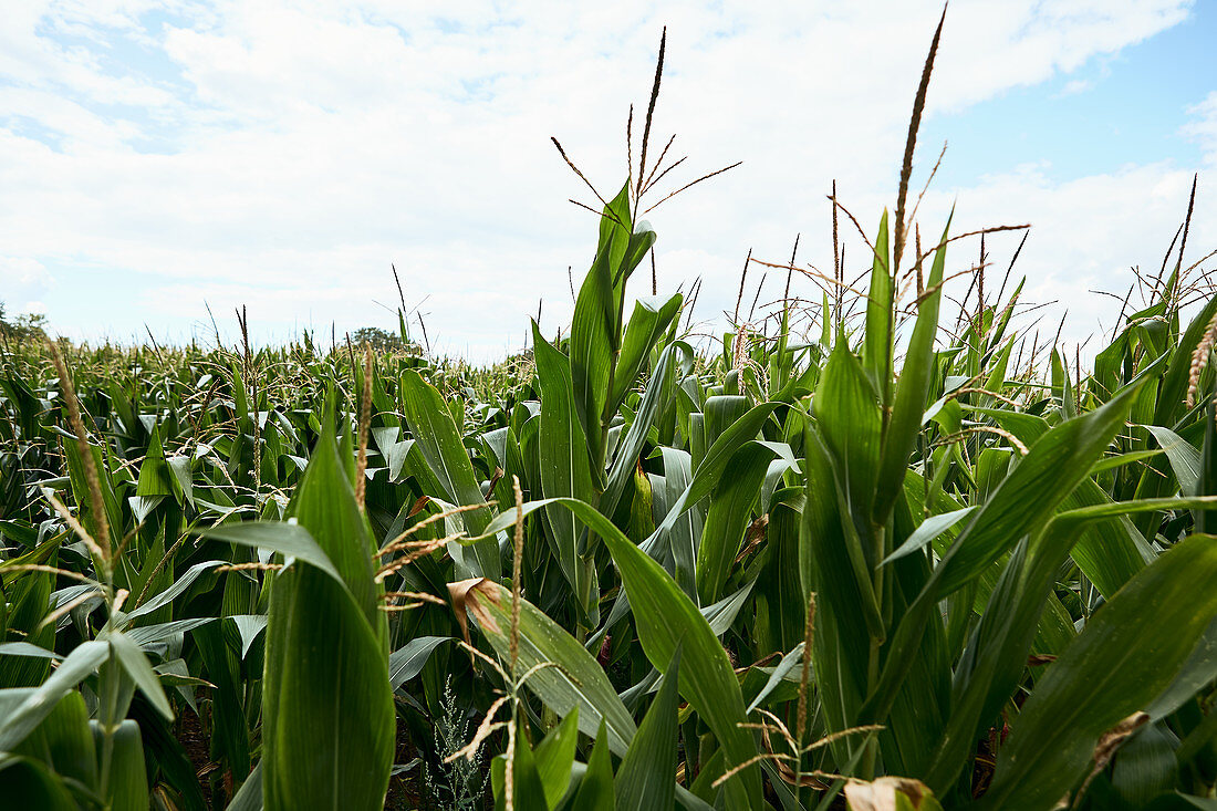 Corn field with blue sky and clouds