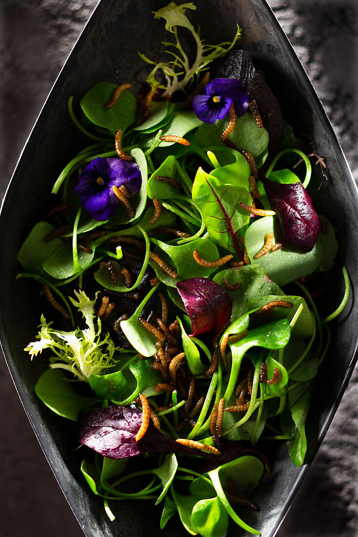 Purslane salad with young Swiss chard and mealworms