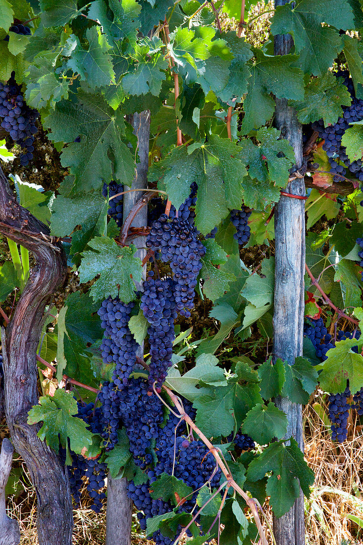 Sangiovese black grapes
