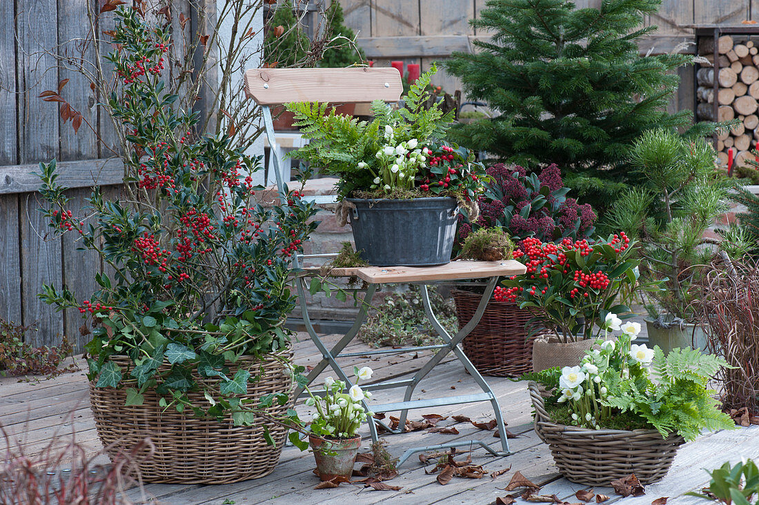 Terrace arrangement with holly, skimmia, Christmas roses, snowberry, fern, pine, and Nordmann fir