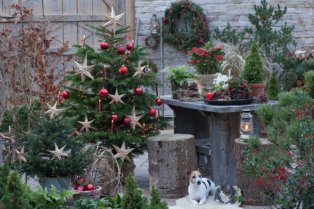Christmas terrace: Nordmann fir decorated as a Christmas tree with fairy lights, stars, red ornaments and candles, small spruce with fairy lights, Zula the dog