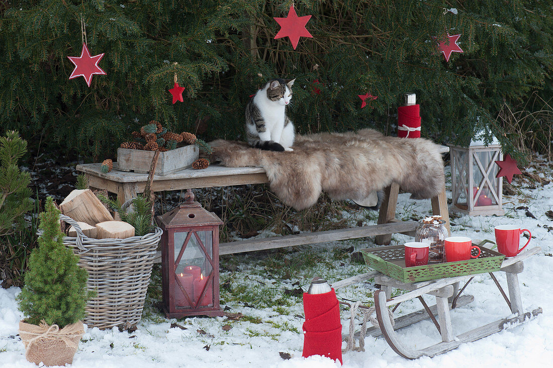 Bench with fur as a seat in front of spruce with red stars, tray with cups on sled, basket with firewood, lanterns, cookie jar with cinnamon stars, thermos, cat