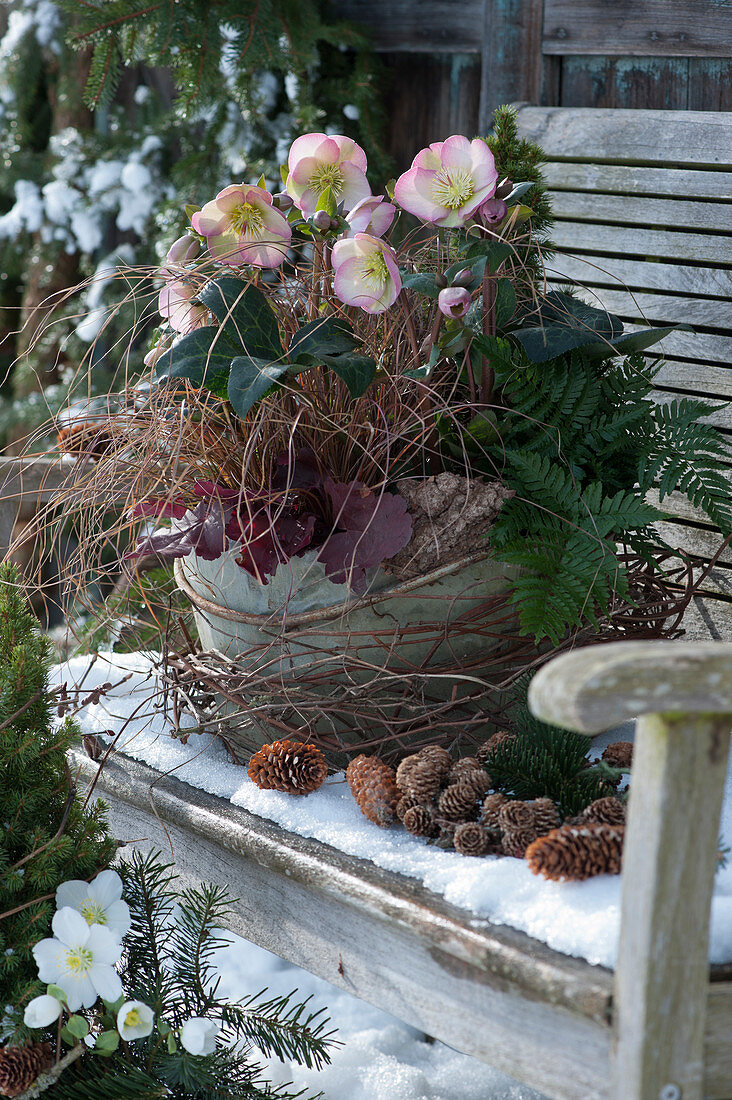 Flowering Christmas rose HGC 'Maestro', sedge 'Bronce Form', fern, and coral bell in bowl, decorated with twigs, bark, and pinecones on a garden bench