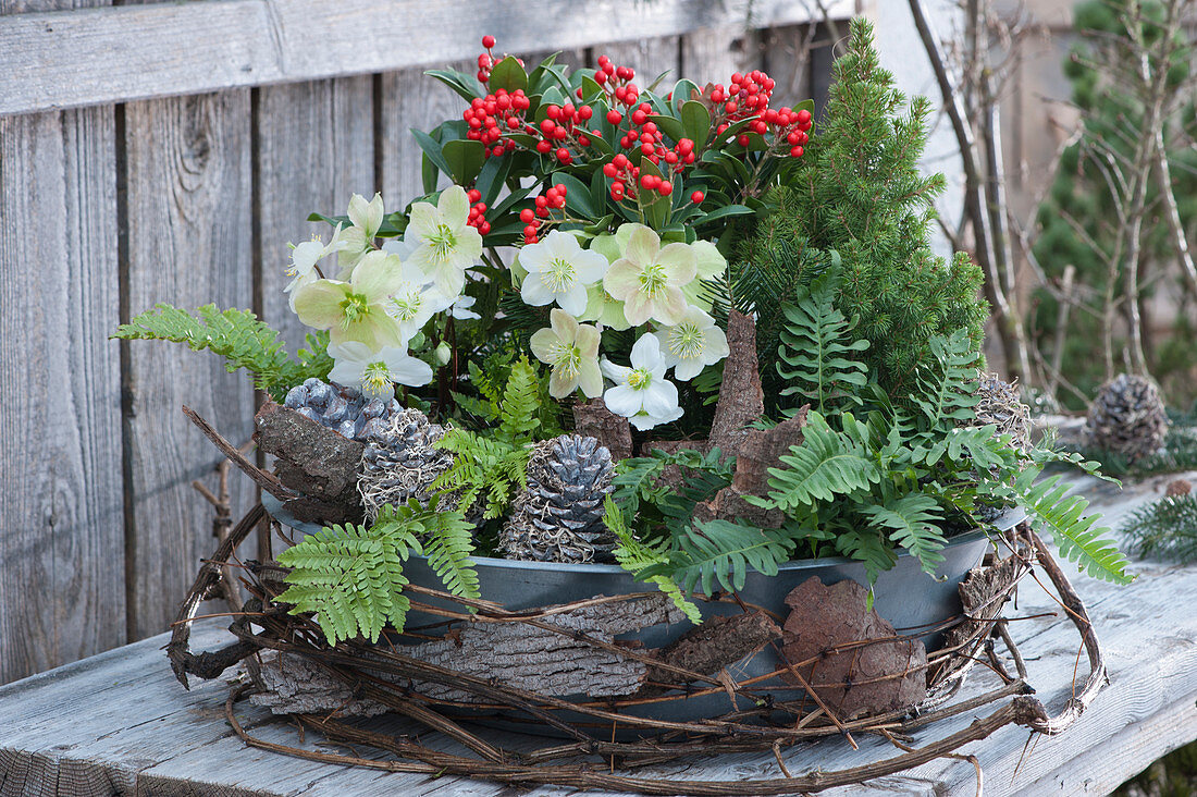 Bowl with Christmas roses, skimmia 'Temptation', white spruce, fern and male fern, decorated with bark and cones