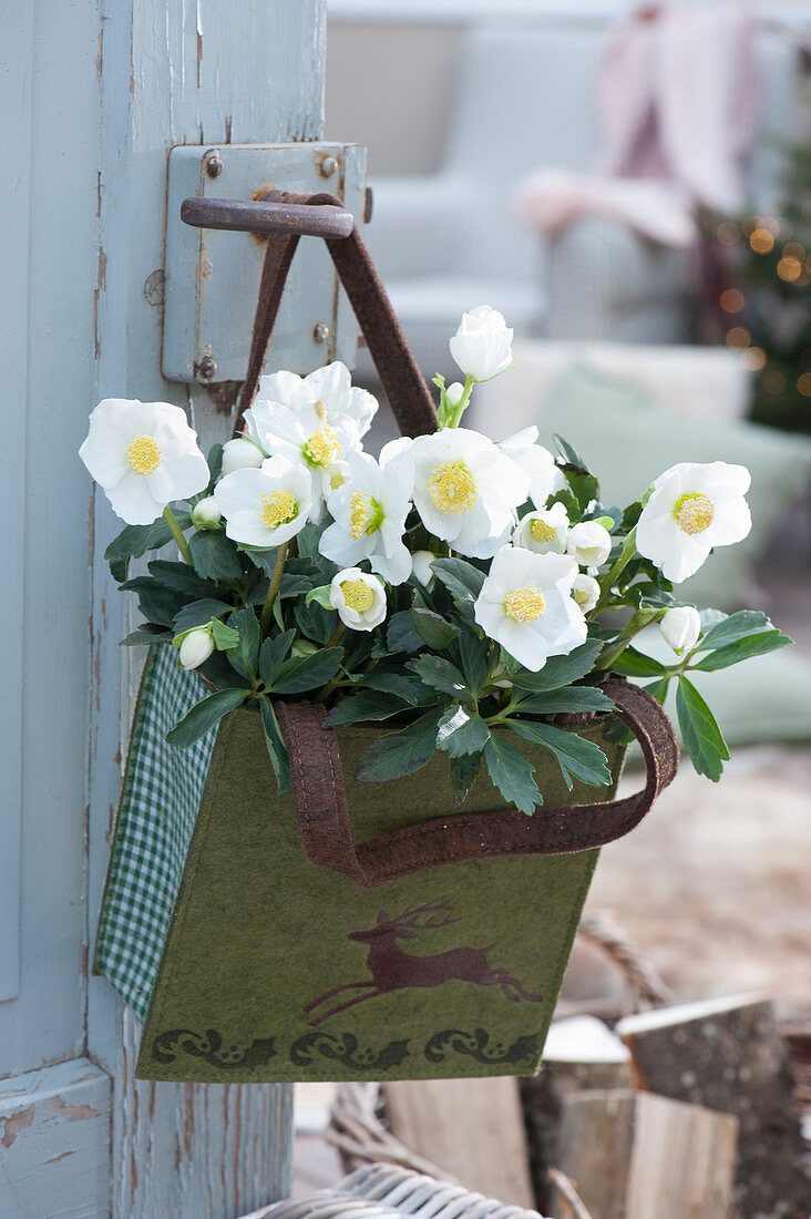 Blooming Christmas rose in a bag hung on a door handle