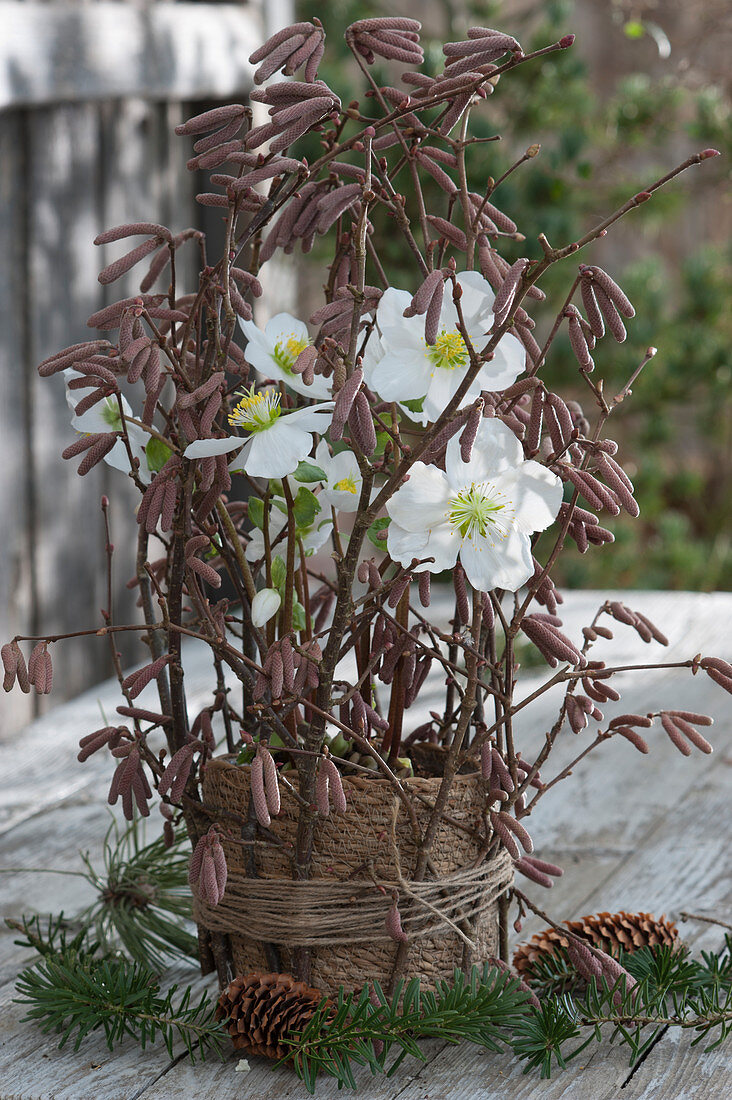 Christmas rose in a basket decorated for winter with hazel branches, fir, and pine cones