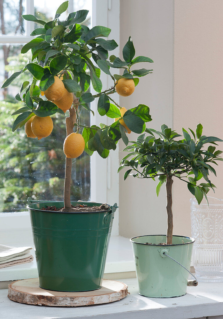Small lemon tree with ripe lemons in an enamel bucket