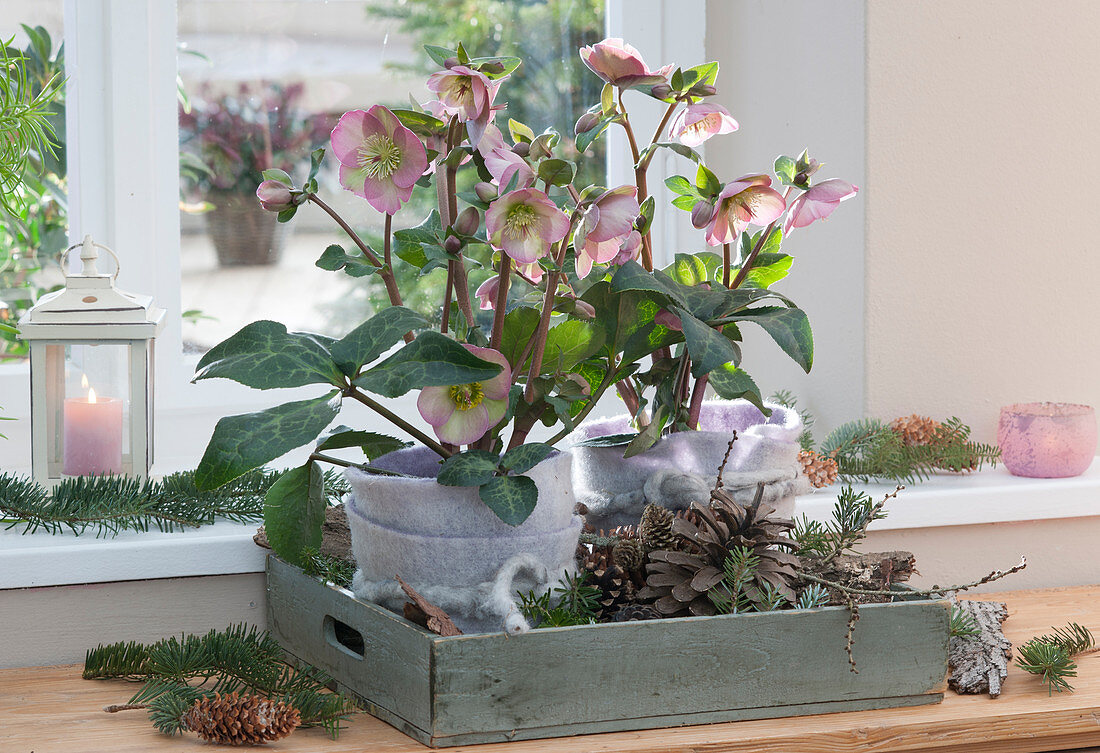 Snow roses HCG 'Maestro' in pots with felt lining, pinecones, fir branches, and a lantern