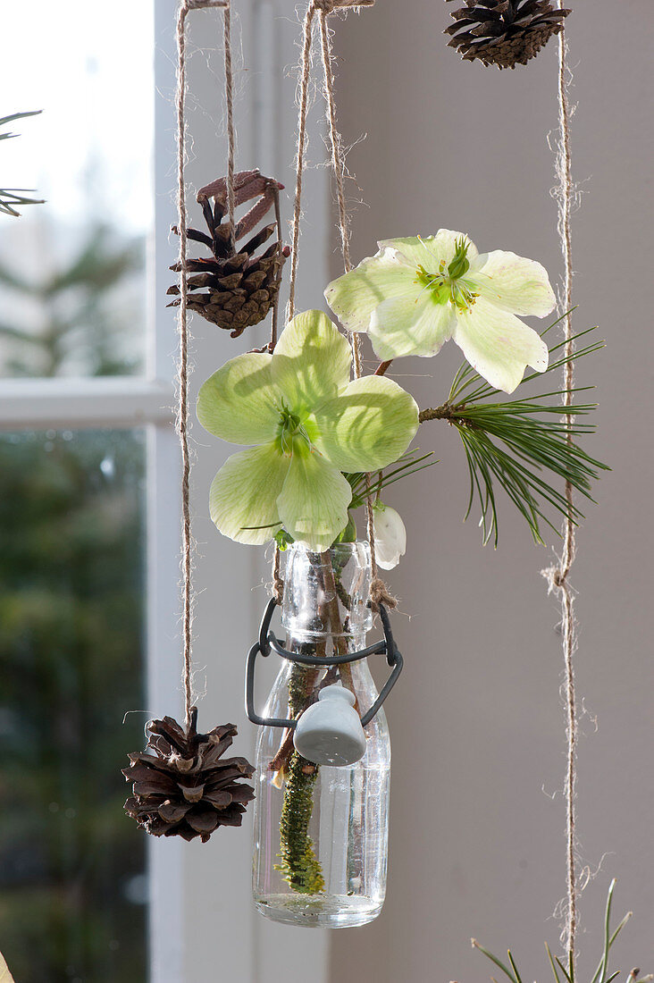Hanging decoration with Christmas roses and a pine branch in a small bottle, pinecones on a ribbon
