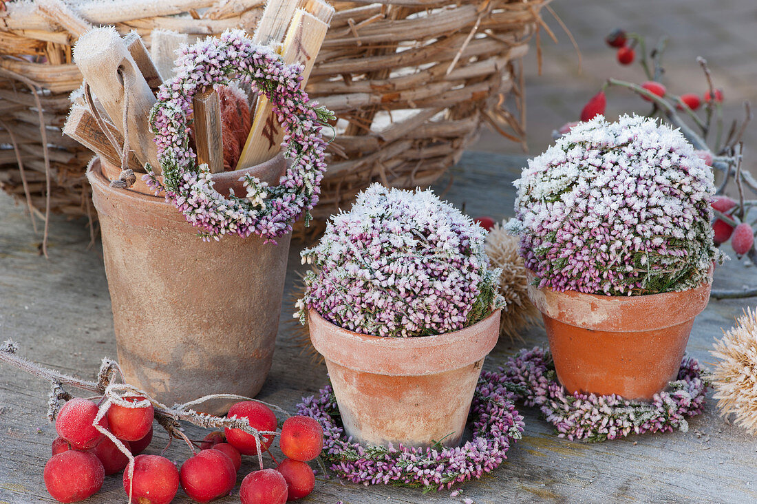 Wreaths and balls of bud heather in clay pots in hoarfrost, sprig of ornamental apple