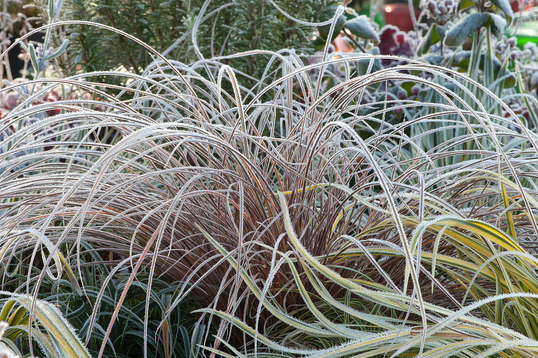 Autumn sedge 'Bronce Form' covered in hoarfrost