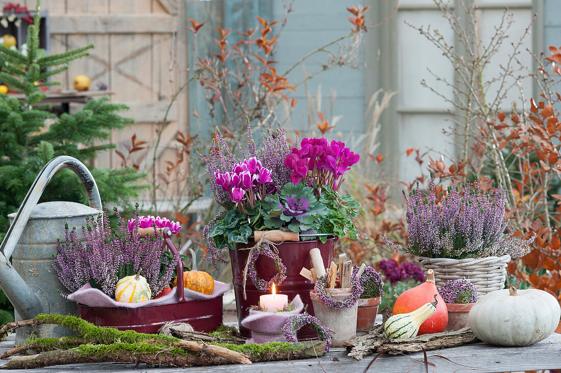 Autumn arrangement with budding heather, cyclamen, ornamental cabbage and pumpkins, heather wreath, candle, and moss-covered twigs as decoration