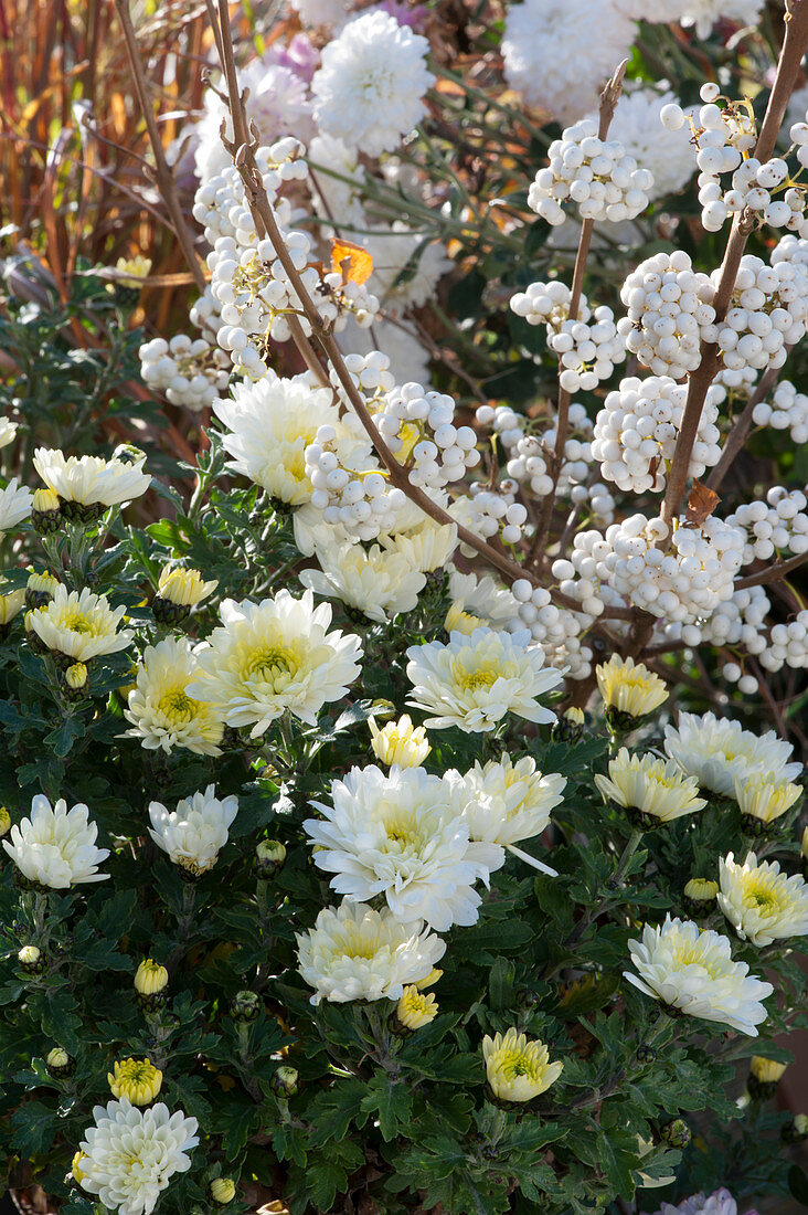 Liebesperlenstrauch 'Snow Queen' mit weißen Beeren und Chrysantheme 'Elys White'