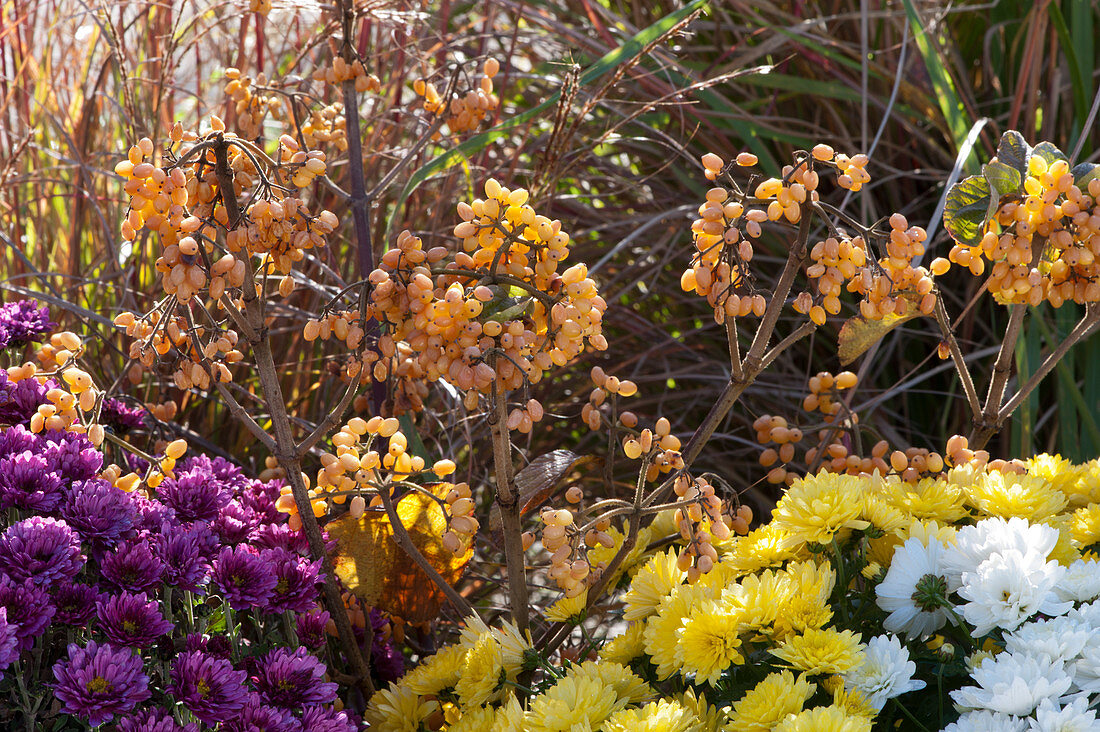 Autumn bed with yellow-fruited snowball 'Michael Dodge' and chrysanthemums
