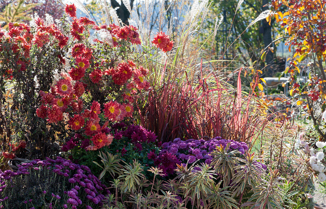Autumn border with chrysanthemum, spurge, Chinese blood grass 'Red Baron', and Chinese silver grass