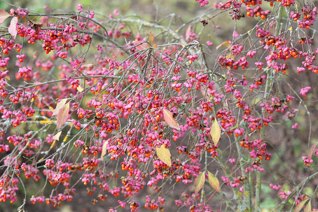 common spindle in full fruit decoration