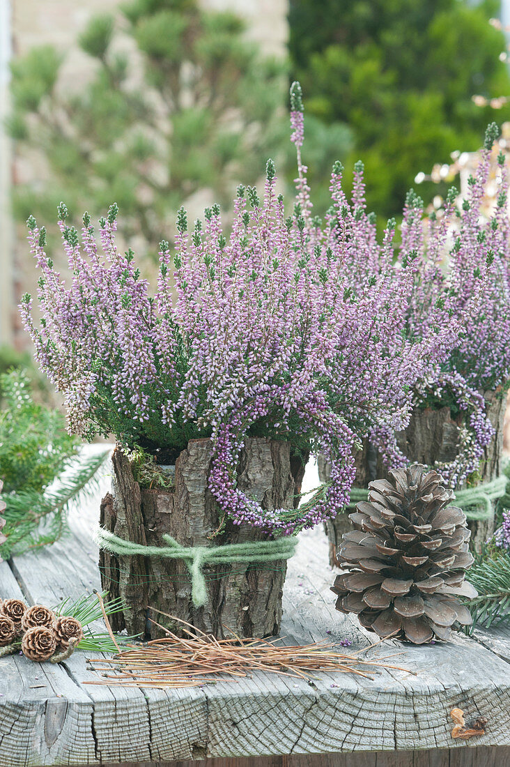 Heather 'Hilda' surrounded with bark, heather wreaths, and Pine cones as decoration