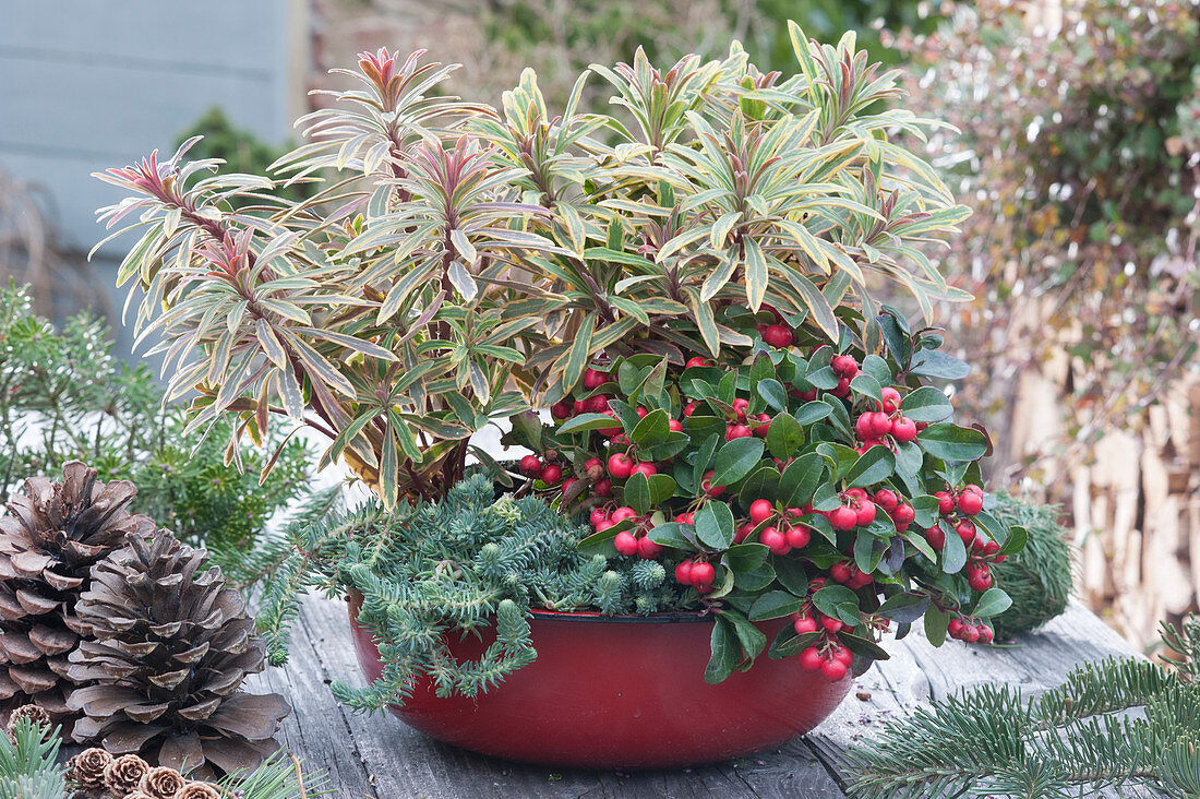 Red enamel bowl with winter pearls, milkweed 'Ascot Rainbow' and Jenny's stonecrop 'Blue Cushion'